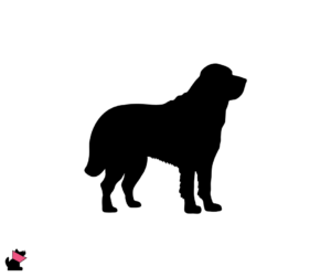 Bernardyn jaki jest i na co choruje