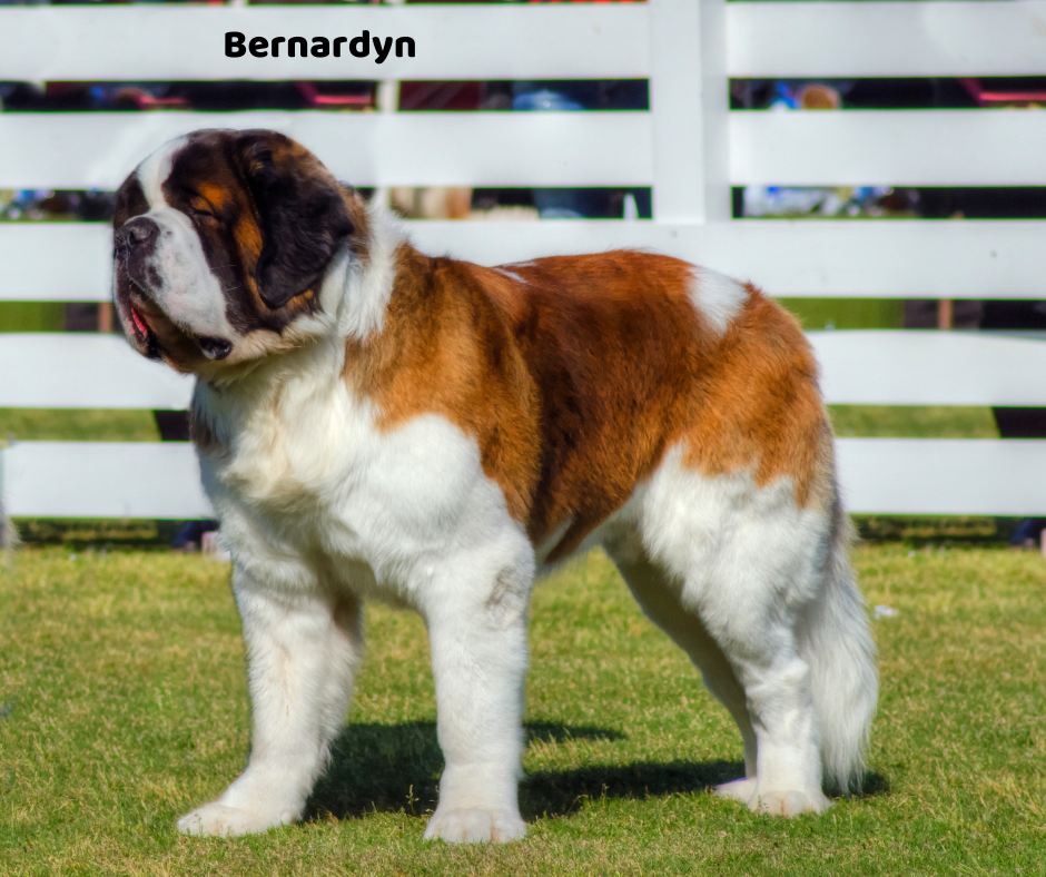 Bernardyn jaki jest i na co choruje
