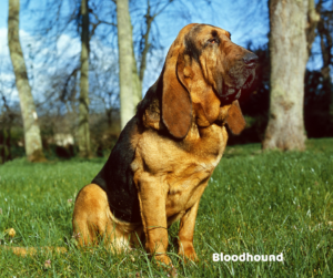 Bloodhound jaki jest i na co choruje