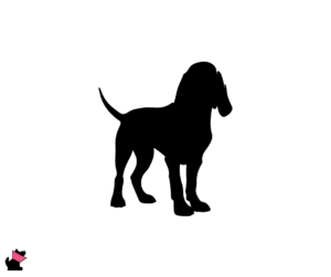 Bloodhound jaki jest i na co choruje