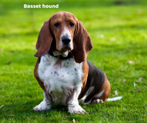 Basset hound jaki jest i na co choruje
