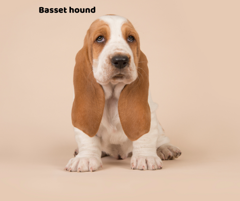 Basset hound jaki jest i na co choruje