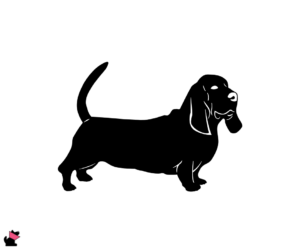 Basset hound jaki jest i na co choruje