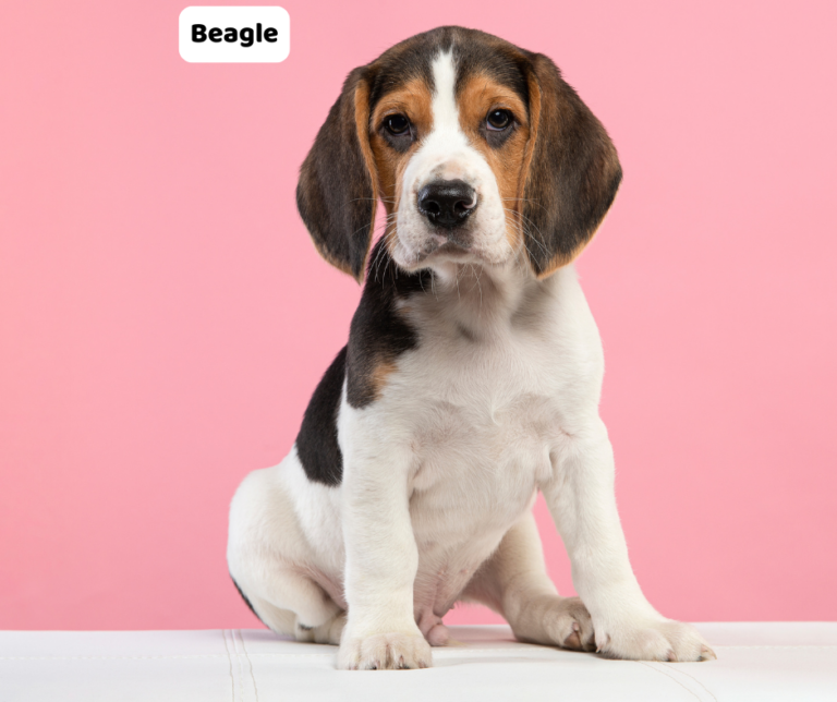 Beagle jaki jest i na co choruje