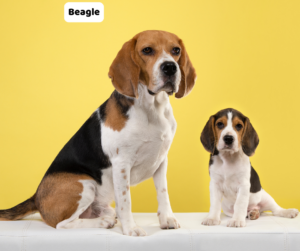 Beagle jaki jest i na co choruje