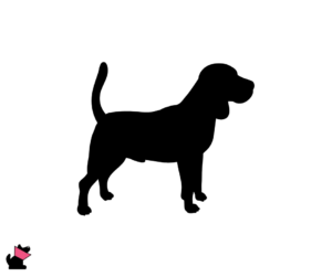 Beagle jaki jest i na co choruje