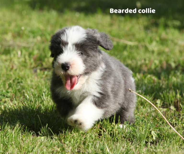 Bearded collie jaki jest i na co choruje