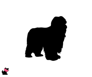 Bearded collie jaki jest i na co choruje