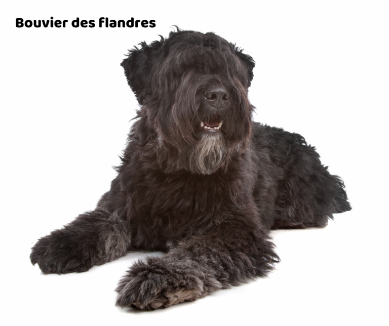Bouvier des flandres jaki jest i na co choruje
