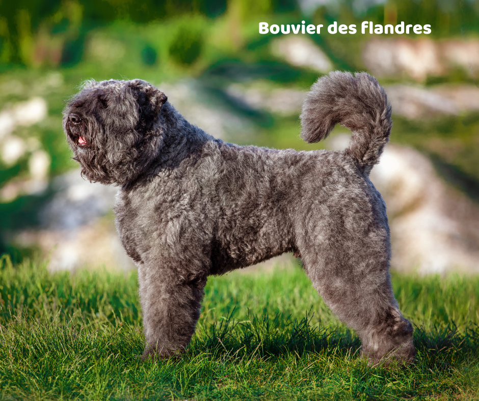 Bouvier des flandres jaki jest i na co choruje