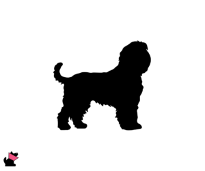 Bouvier des flandres jaki jest i na co choruje