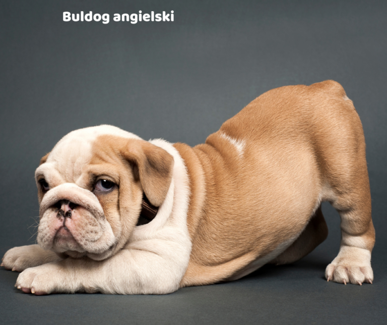 Buldog angielski jaki jest i na co choruje