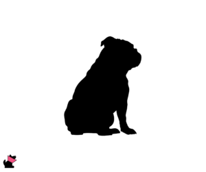 Buldog angielski jaki jest i na co choruje