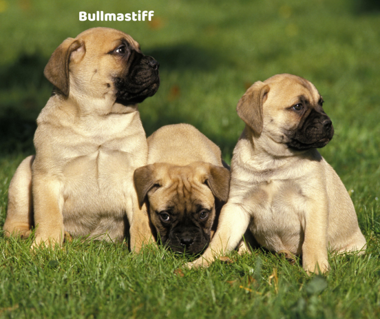 Bullmastiff jaki jest i na co choruje