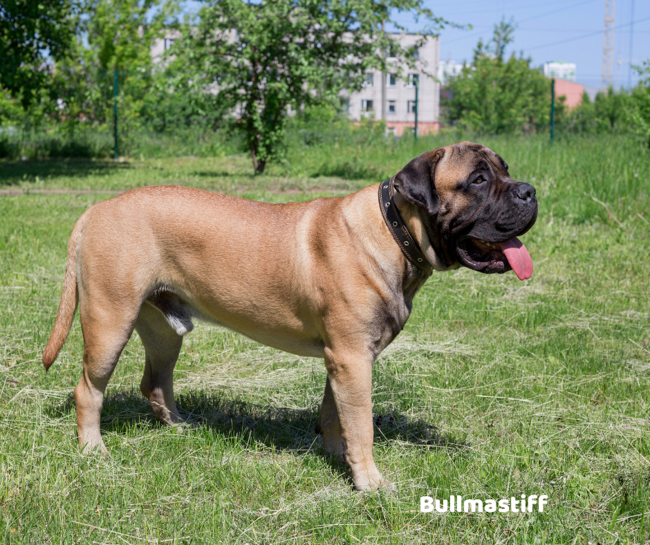 Bullmastiff jaki jest i na co choruje