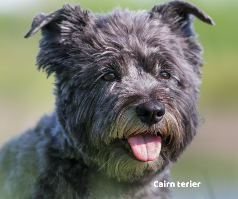 Cairn terier jaki jest i na co choruje
