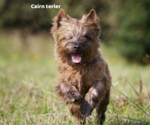 Cairn terier jaki jest i na co choruje