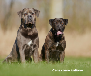 Cane corso jaki jest i na co choruje