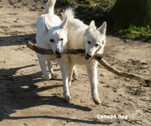 Canaan dog jaki jest i na co choruje