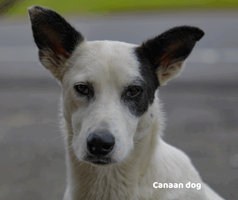 Canaan dog jaki jest i na co choruje