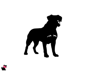 Cane corso jaki jest i na co choruje