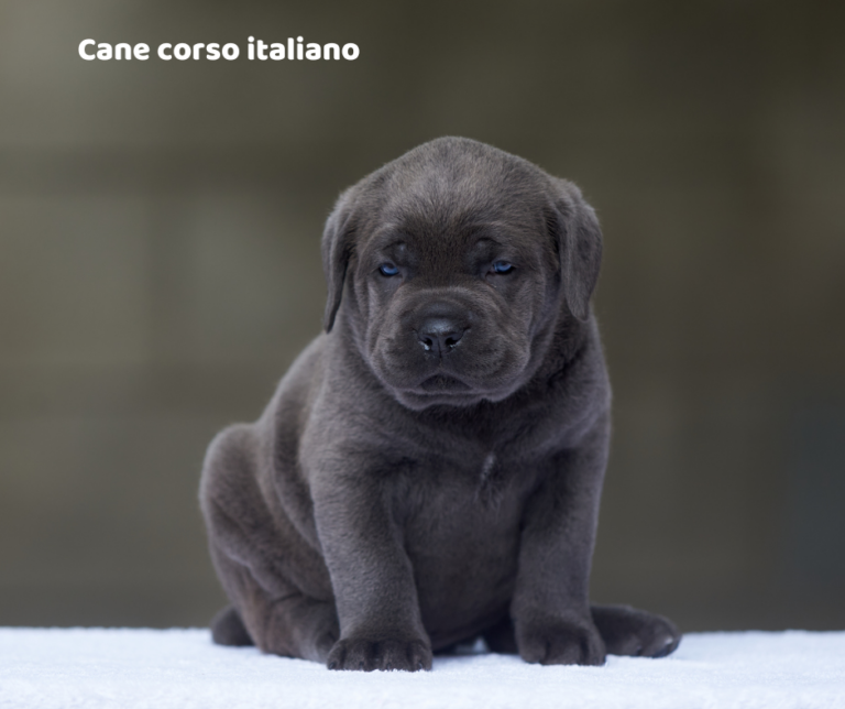 Cane corso jaki jest i na co choruje