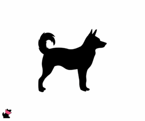 Canaan dog jaki jest i na co choruje