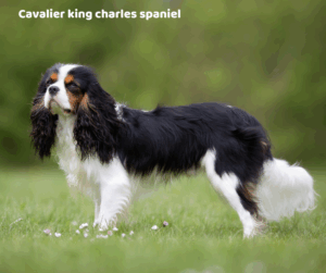Cavalier king charles spaniel jaki jest i na co choruje