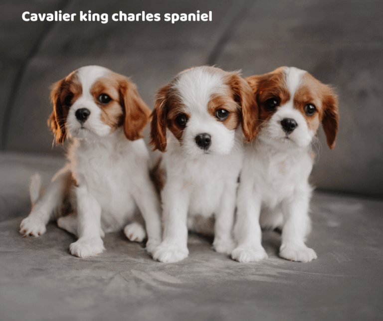 Cavalier king charles spaniel jaki jest i na co choruje
