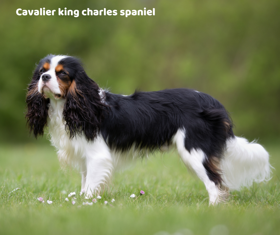 Cavalier king charles spaniel jaki jest i na co choruje