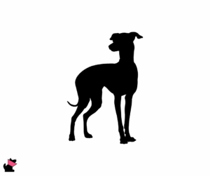 Charcik włoski jaki jest i na co choruje