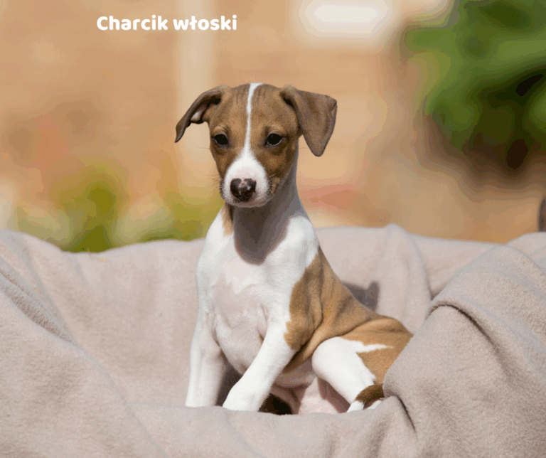 Charcik włoski jaki jest i na co choruje