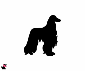 Chart afgański jaki jest i na co choruje