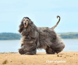 Chart afgański jaki jest i na co choruje