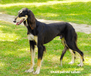 Chart perski Saluki jaki jest i na co choruje