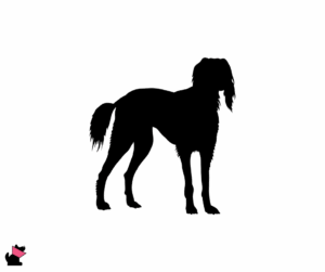 Chart perski saluki jaki jest i na co choruje