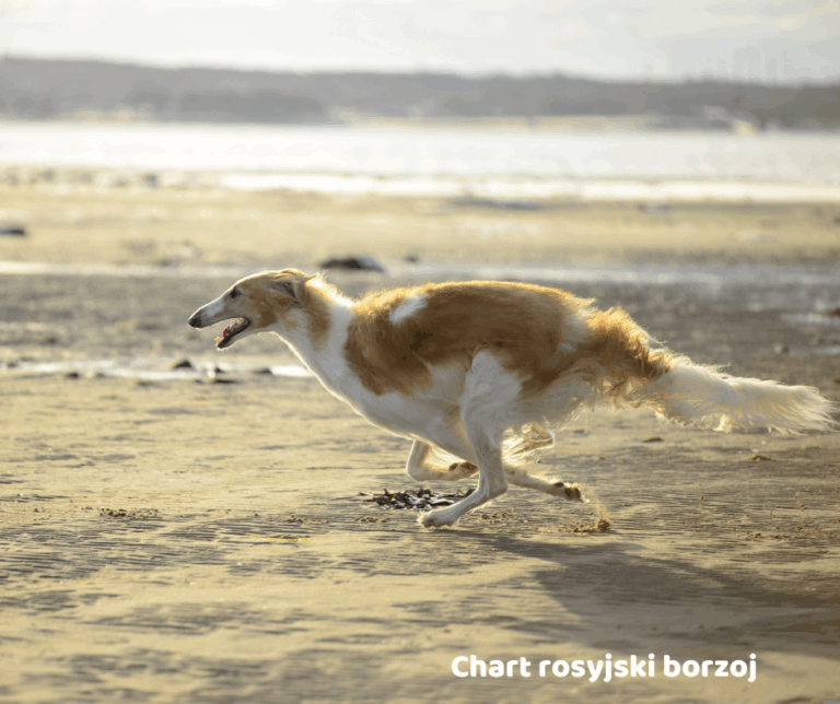 Chart rosyjski borzoj jaki jest i na co choruje