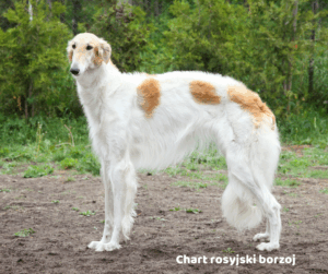 Chart rosyjski borzoj jaki jest i na co choruje