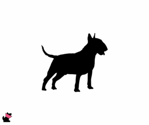 Bulterier jaki jest i na co choruje