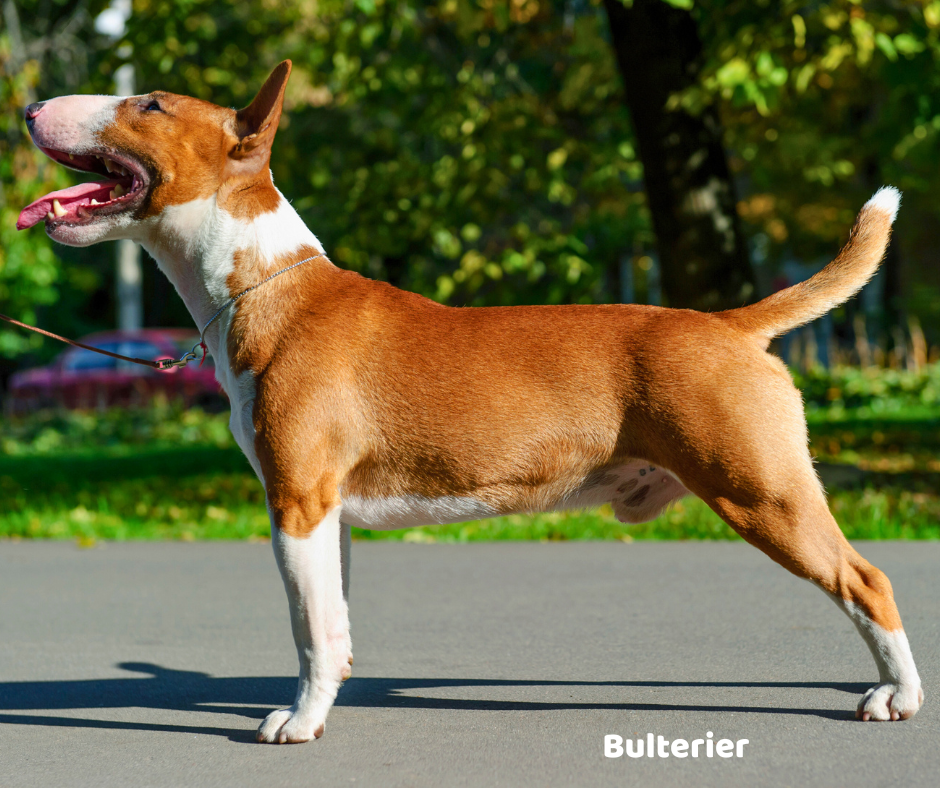Bulterier jaki jest i na co choruje