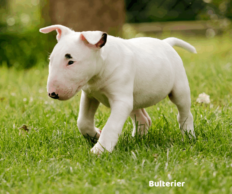 Bulterier jaki jest i na co choruje