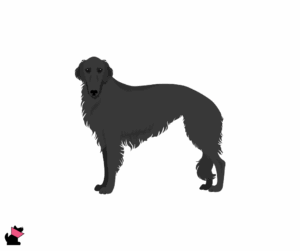 Chart rosyjski borzoj jaki jest i na co choruje