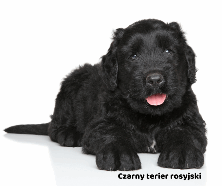 Czarny terier rosyjski jaki jest i na co choruje