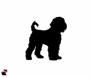 Czarny terier rosyjski jaki jest i na co choruje