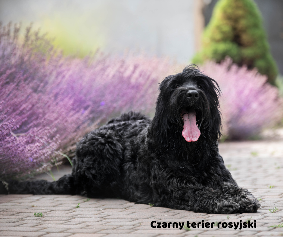 Czarny terier rosyjski jaki jest i na co choruje