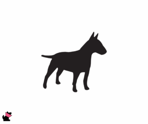 Bulterier miniaturowy jaki jest i na co choruje