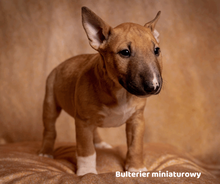 Bulterier miniaturowy jaki jest i na co choruje