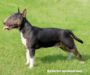 Bulterier miniaturowy jaki jest i na co choruje