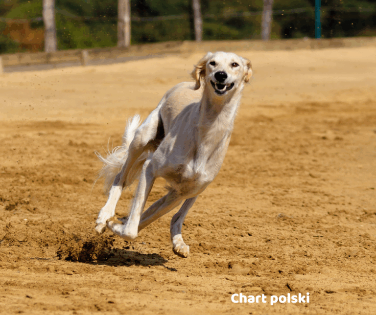 Chart polski jaki jest i na co choruje