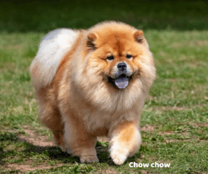 Chow chow jaki jest i na co choruje